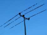 19100 Birds on a wire.jpg